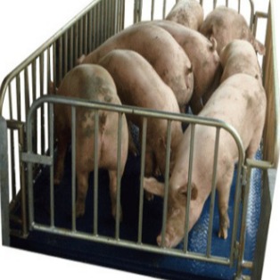 3吨动物称重仪器  1.5米乘1.5米动物电子称 上海养猪专用动物地磅图片