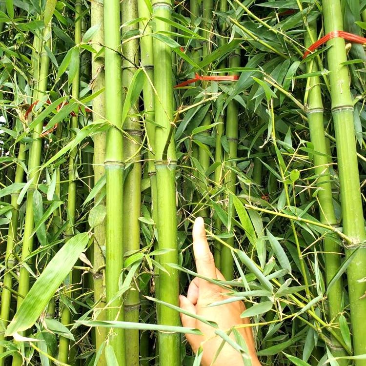 园林绿化刚竹苗木供应  园林景观竹 庭院围墙绿化苗工程用青竹 观赏竹子厂家