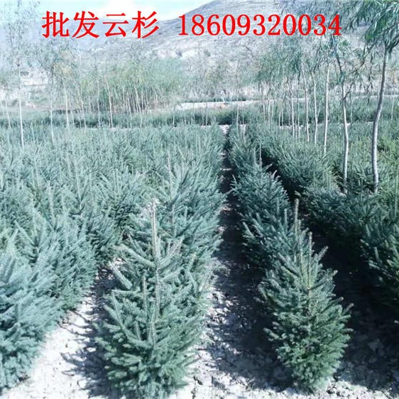 云杉1米2米3米4米批发价格  西北绿化云杉供应