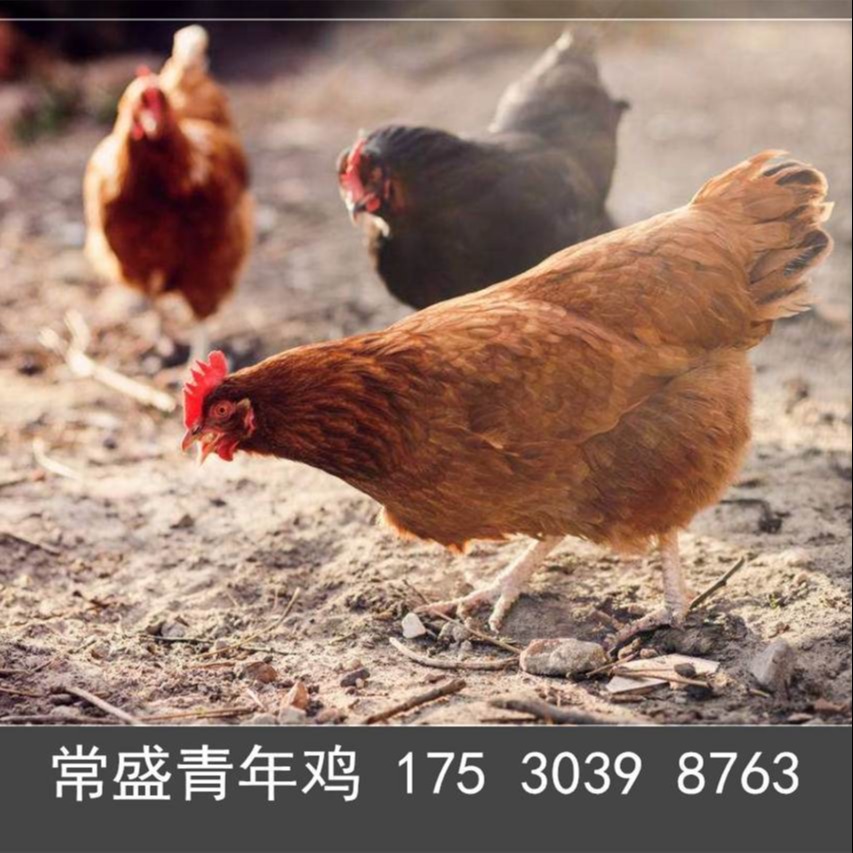 黄冈常盛蛋鸡青年鸡养殖场常年供应各品种青年鸡 育成鸡 脱温鸡 鸡苗