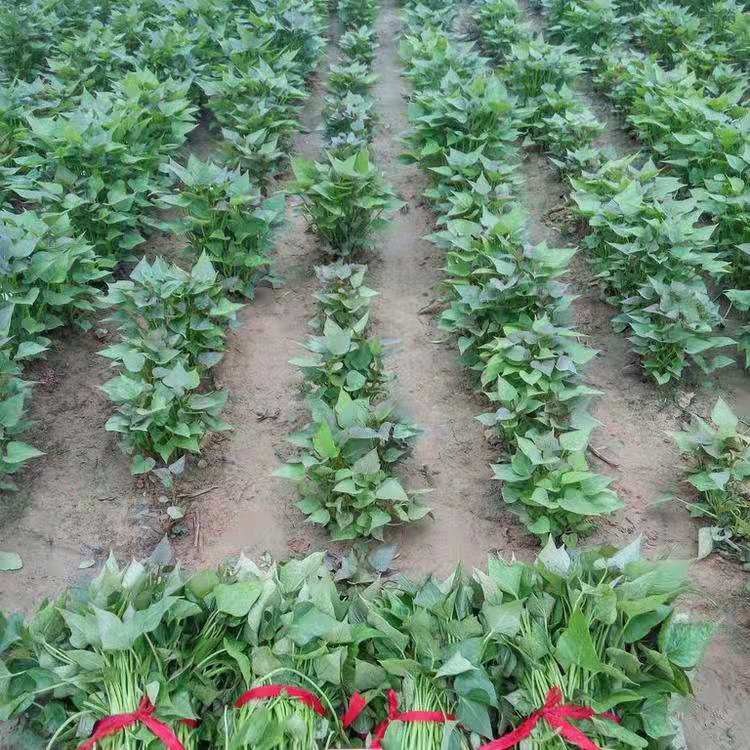 脱毒红薯苗基地提供优质红薯苗甘薯苗地瓜苗