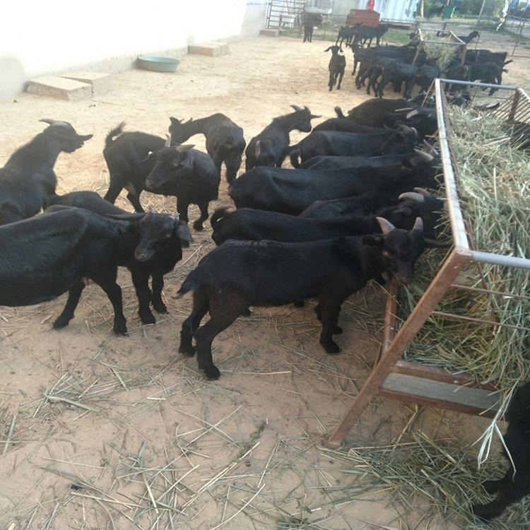 甘肃平凉基地 黑山羊种苗 通凯 40斤羊苗价格 改良努比亚黑山羊
