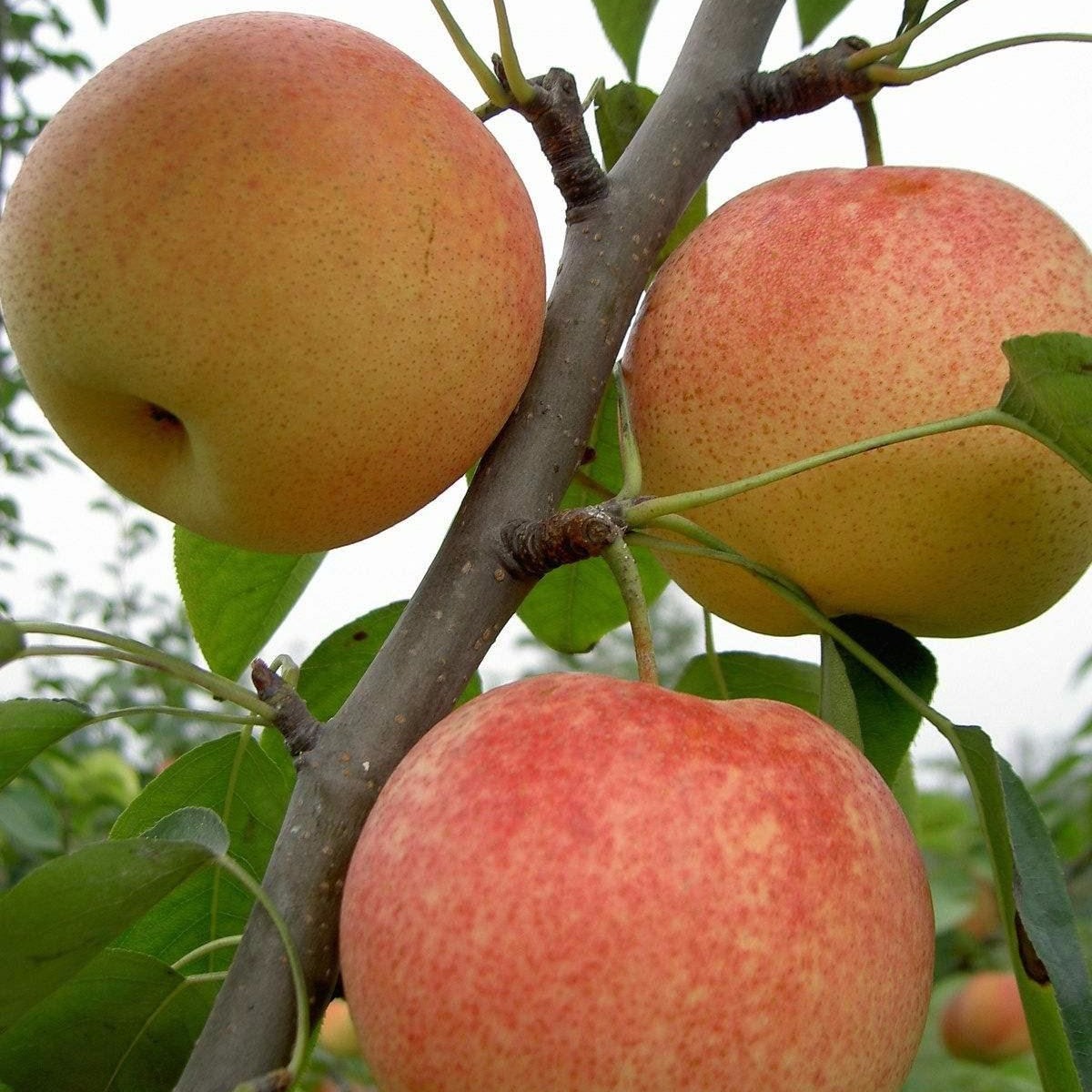 苹果树苗  盆栽地栽嫁接苹果树苗   红富士   烟富苹果苗  嫁接苹果树苗图片