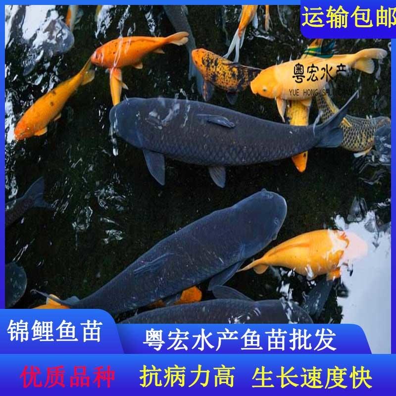 江苏南京纯种锦鲤鱼苗 纯种昭和三色锦鲤鱼苗图片