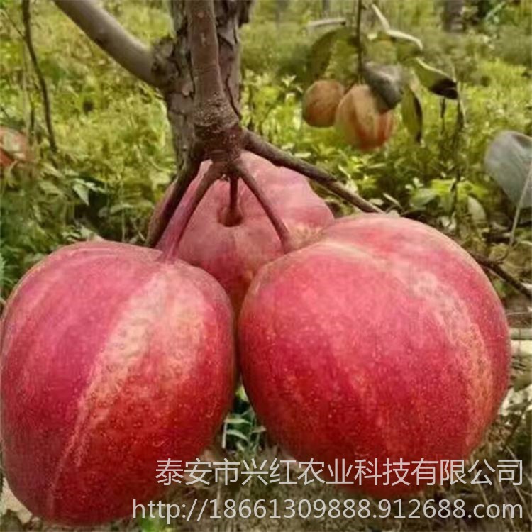 全红梨梨树苗厂家出售 1公分2公分3公分全红梨梨树苗批发图片