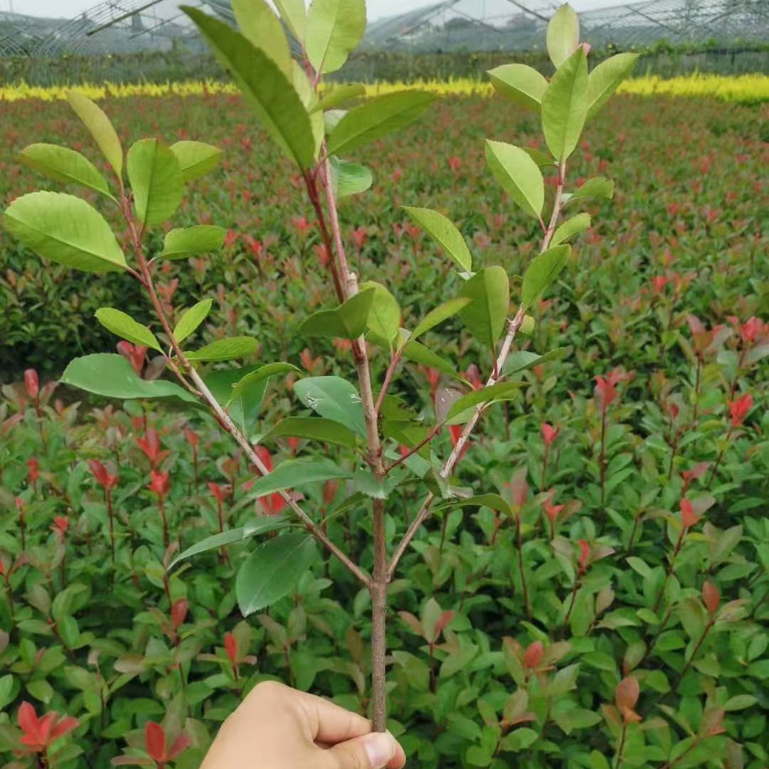武汉绿化 红叶石楠供应批发 千喜苗木多年种植绿色灌木
