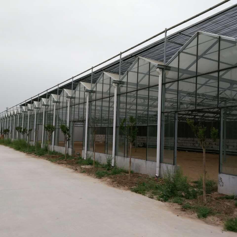 博伟 花卉玻璃温室 农业玻璃温室 玻璃温室大棚建设