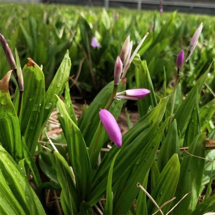 滇农集团 云南白芨苗批发 紫花白芨种子 块茎1.5公分以上