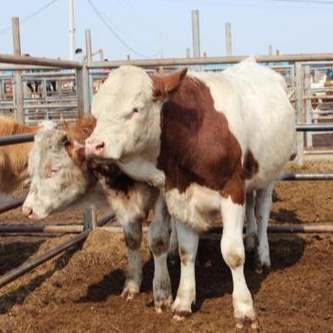 供应 纯种西门塔尔肉牛 肉牛犊批发 通凯 四川成都肉牛养殖基地