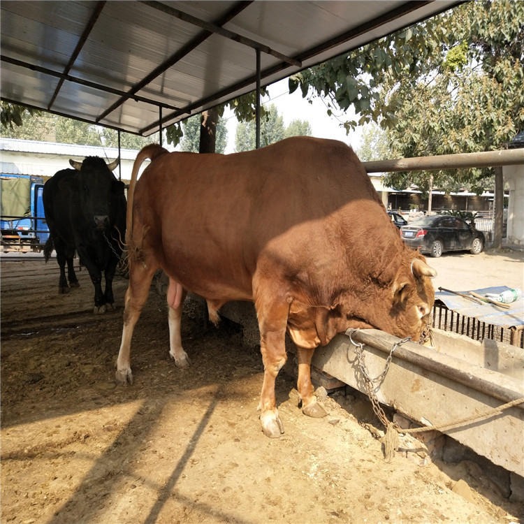 纯种鲁西黄牛 改良肉牛犊价格 批发鲁西黄牛 龙翔牧业