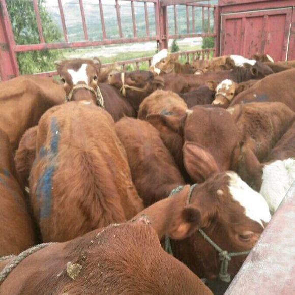 广西大型养牛场 通凯 农村养牛 广西牛犊批发市场 繁殖肉牛犊 品种齐全