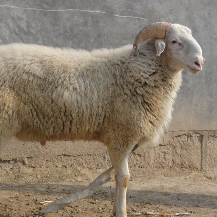 湖羊种羊价格批发包邮包成活率 通凯 纯种湖羊养殖场图片