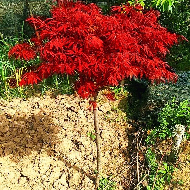 红枫树苗盆栽地栽日本红枫美国红枫中国红枫树庭院别墅园林绿化植物图片