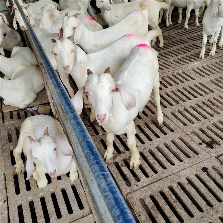 厂家包运货-小羊仔繁殖-农家散养美国白山羊-现货供应美国白山羊-龙翔牧业图片