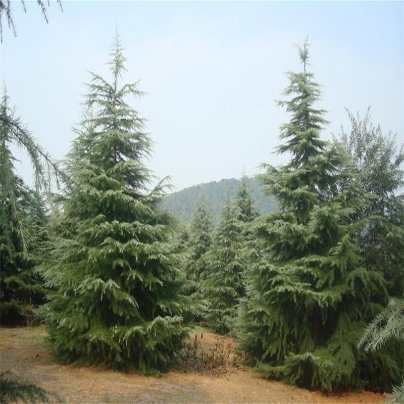 山东雪松 1米2米3米4米雪松价格 圣诞树 8米雪松基地 批发雪松苗图片