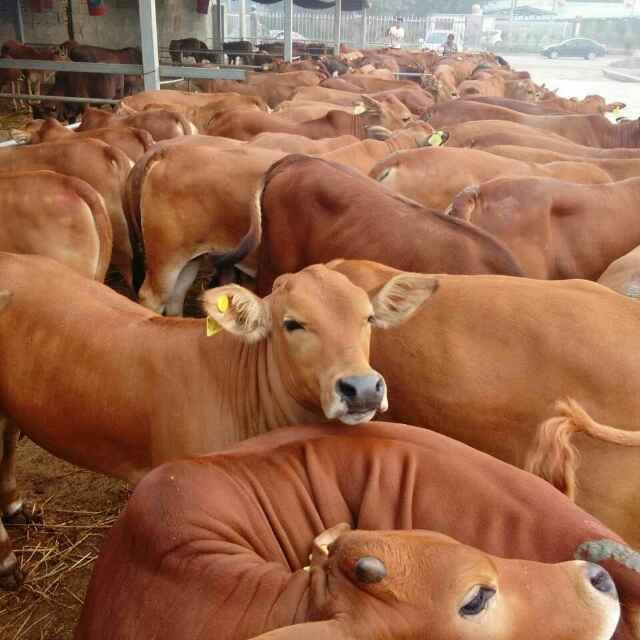 小牛纯种-出售鲁西黄牛-种牛鲁西黄牛牛仔-牛犊养殖技术-龙翔牧业-种牛图片